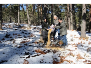 Vali Varol, Boraboy’da Kuşlar İçin Doğaya Yem Bıraktı