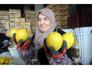 Limon Değerleneceği Güne Kadar Yatağa Giriyor