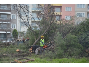 Manisa’da Kesilen Ağaçlar Tepkiye Neden Oldu