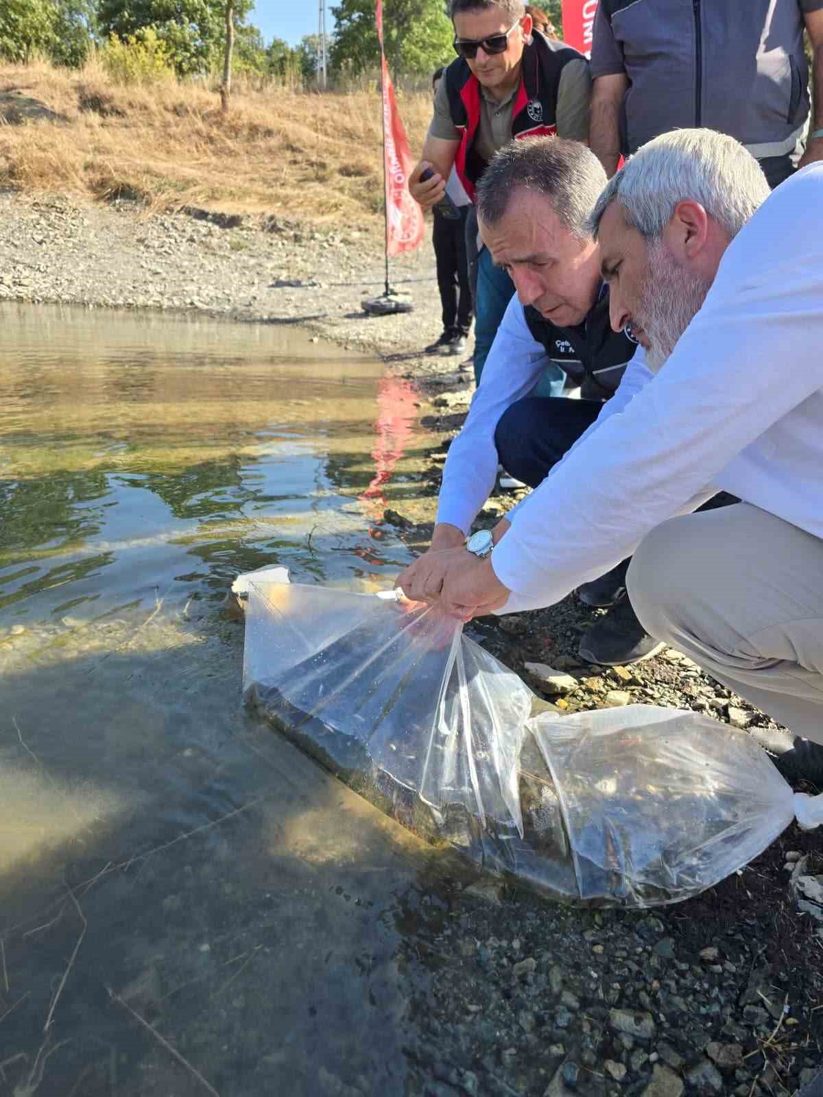 bilecik-te-golet-ve-barajlara-512-bin-sazan-yavrusu-salindi