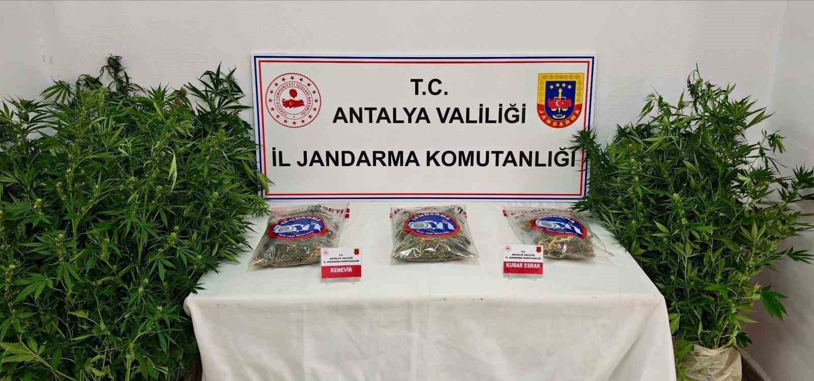 gazipasa-da-146-kok-kenevir-ve-1-kilo-150-gram-esrar-ele-gecirildi