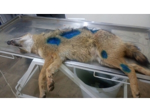 Otomobilin Çarptığı Tilki Tedavi Edildi