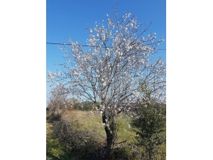 Burhaniye’de Bademler Çiçek Açtı