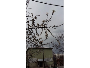 Şubat Ayında Meyve Ağaçları Çiçek Açtı