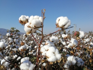 Yüksek Lif Kaliteli Pamuk Çeşitleri Üreticiyle Buluşuyor