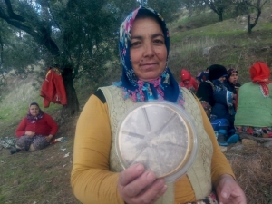 Zeytin Hasadına Lokumla Başladılar Helva İle Bitirdiler