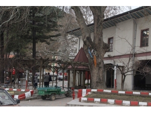 2 Asırlık 30 Metre Boyunda Çınar İlgi Odağı