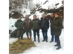 Düzce’de Yabani Hayvanlar İçin Yem Bırakıldı