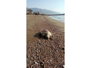 Mersin’de Caretta Caretta Sahile Vurdu