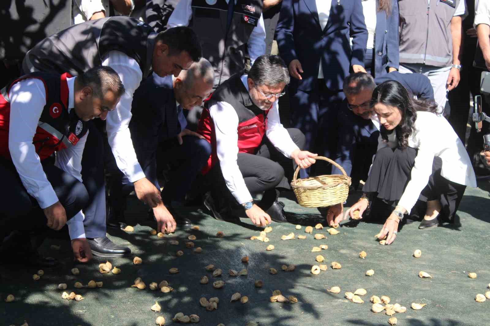 bakani-yumakli-aydin-da-incir-hasadina-katildi