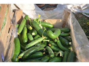 Doğu Marmara’nın Zam Şampiyonu Salatalık Oldu