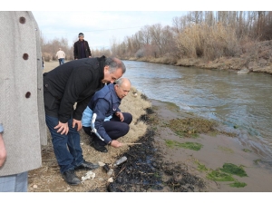 Oltu’daki Balık Ve Kuş Ölümleri Araştırılıyor