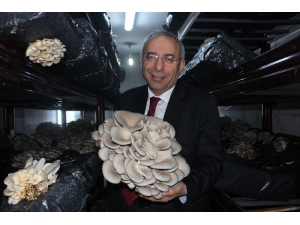 Van Yyü’de İlk Mantar Hasadı