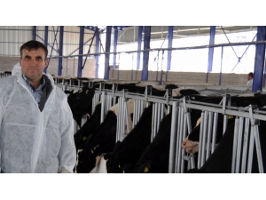 Küpeleme İşlemlerini Süt Birlikleri Yapacak