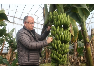 Serada Muz Bitti Fiyatlar Yükseldi