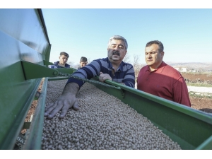 Büyükşehirin Dağıttığı Nohutların Ekimine Başlandı