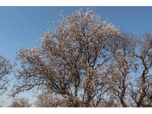 Silvan’da Bahar Havası