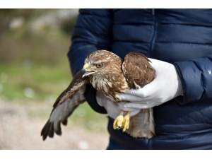 Alanya’da Tedavisi Tamamlanan 2 Şahin Doğaya Salındı