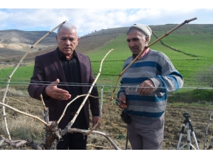 Alaşehir Üzüm Bağlarında Kışlık Bakım Çalışmaları Sürüyor