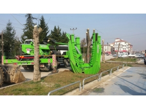 Ağaçlar Zarar Görmeden Taşındı