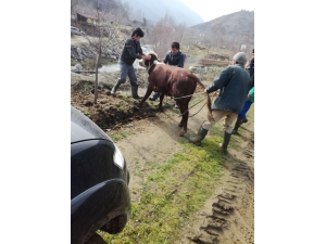 Kaçan Dana Veteriner Müdürlüğü Ekipleri Tarafından Yakalandı