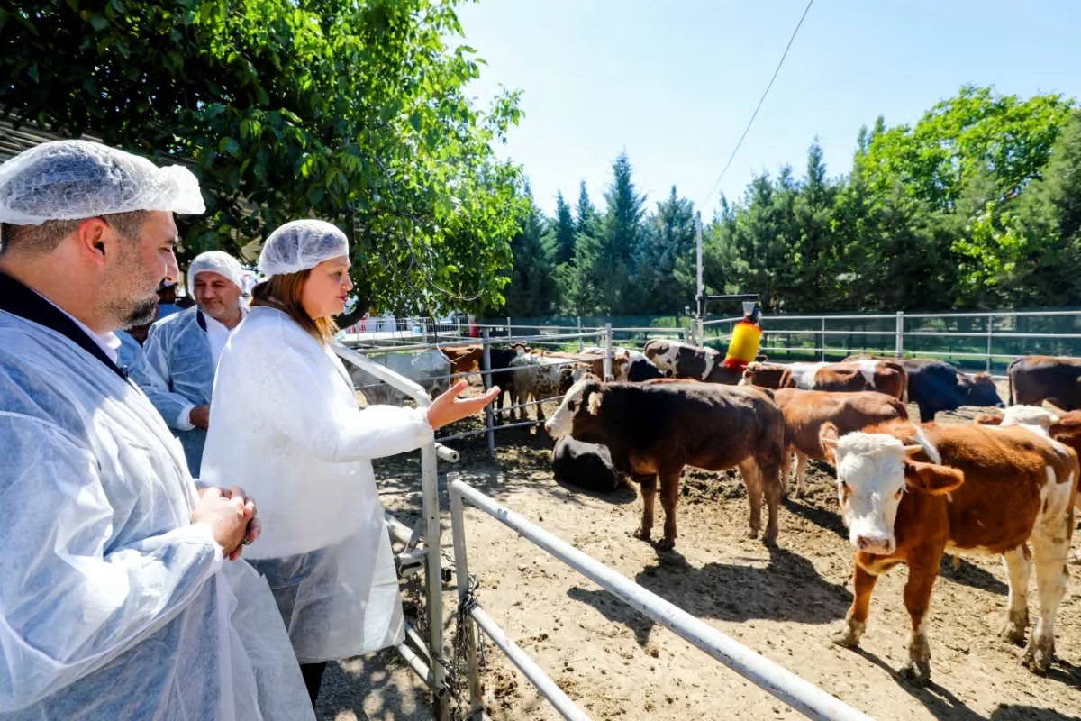 belediye-vatandasin-ucuz-et-ihtiyaci-karsilamak-icin-besi-ciftligi-kurdu
