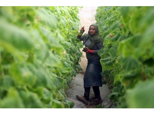 Zam Şampiyonu Salatalık Mersin’de 1 Lira İstanbul’da 8 Lira