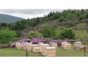 Bal Üretiminde Türkiye Dünya İkincisi, Ordu İli Türkiye Birincisi