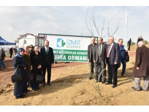 Mehmetçik İçin Zeytin Fidanı Diktiler