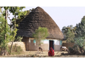 Etiyopyalıların ’Gocco’larda Yaşam Mücadelesi