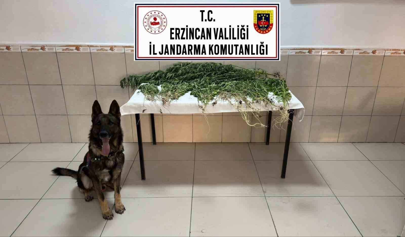 erzincan-da-uyusturucu-operasyonunda-227-kok-kenevir-ele-gecirildi