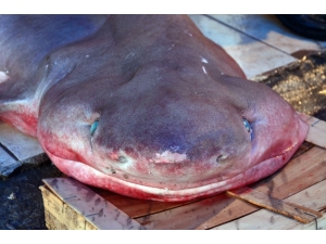 Mersin’de Dev Köpek Balığı, Balıkçıların Ağına Takıldı