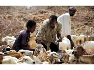Fao: "26 Ülkede Açlıkla Mücadele İçin 1 Milyar Dolar Yardım Gerekli"