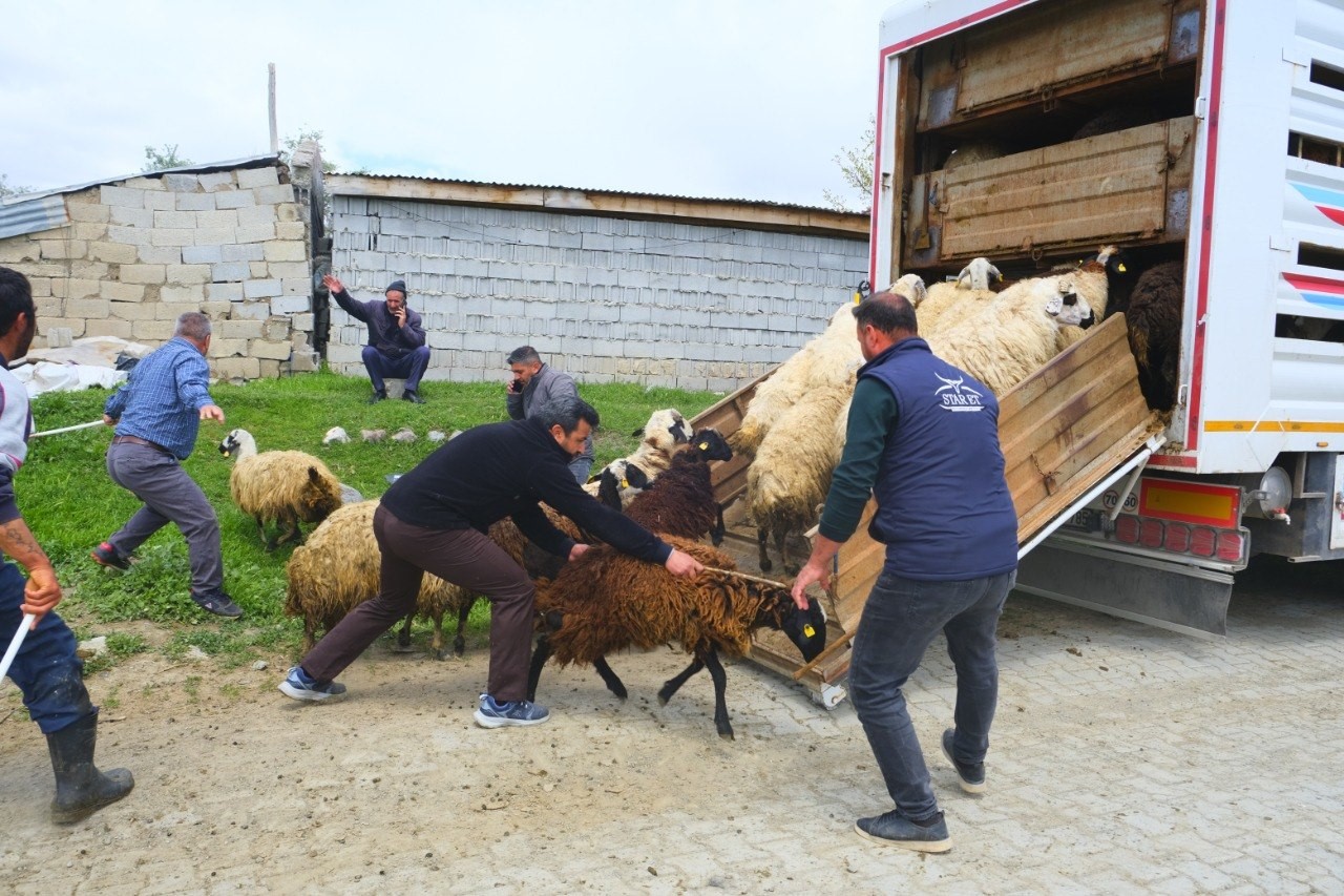 erzincan-da-yayla-yolculugu-basladi-ureticiler-hayvanlari-kamyonlara-yuklemekte-zorlandi