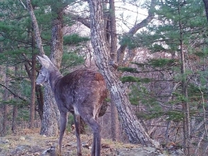 Rusya’da İlk Kez Kılıç Dişli Geyik Görüntülendi