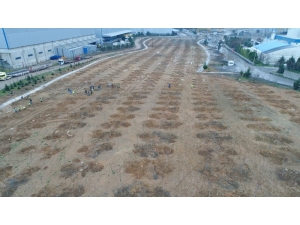 Tavşanlı Dolgu Alanına 6 Bin 150 Fidan Dikiliyor