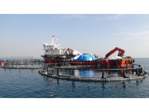 Silifke Sahilindeki Balık Çiftlikleri Kaldırıldı