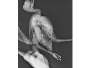 Saçmayla Yaralanan Kızıl Şahin Tedavi Altına Alındı