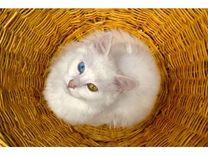 Van Kedileri Yılda İki Kez Yavrulayabiliyor