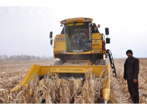 Şubat Ayında Mısır Hasadı