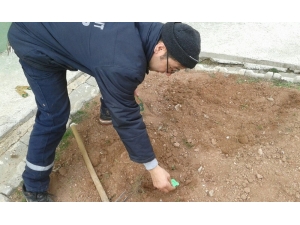 Elektronik Atıklar Çiçek Tohumuna Dönüşüyor