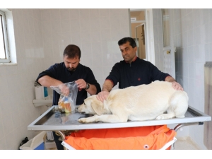 Gazipaşa’da Sokak Hayvanları Sağlık Kontrolünden Geçirildi