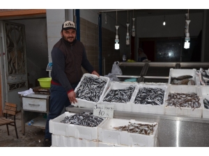 Fatsa’da Yerli Hamsi 10 Tl’ye Düştü