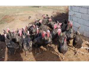 Bitlis’in İlk Hindi Çiftliği Kuruldu