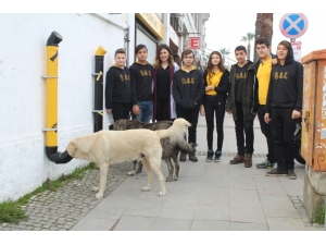 Sokak Hayvanları İçin ’Mamamatik’