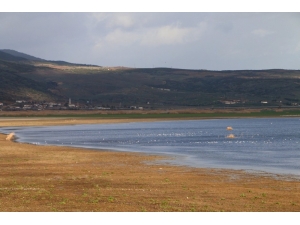 Marmara Gölünün Suyu Çekildi Balıkçıl Kuşlarının Sayısı Arttı