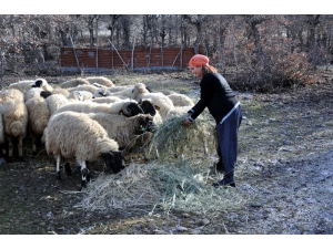 Köyüne Döndü, Devlet Desteği İle Sürü Sahibi Oldu