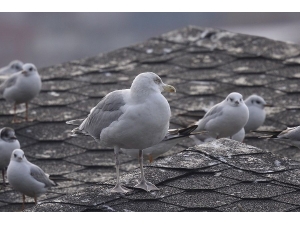 Zonguldak’ın 306. Kuş Türü Kaydedildi