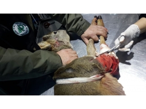 Rize’de Yaralı Karaca Kurtarılarak Tedavi Altına Alındı