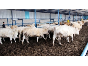 Devlet Desteği İle Damızlık İnek İthal Etti